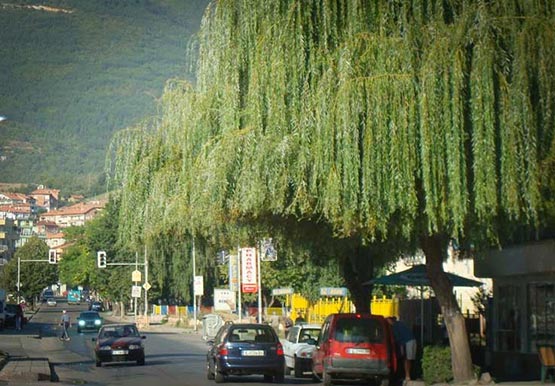 Sofia airport to Gotse Delchev transfer